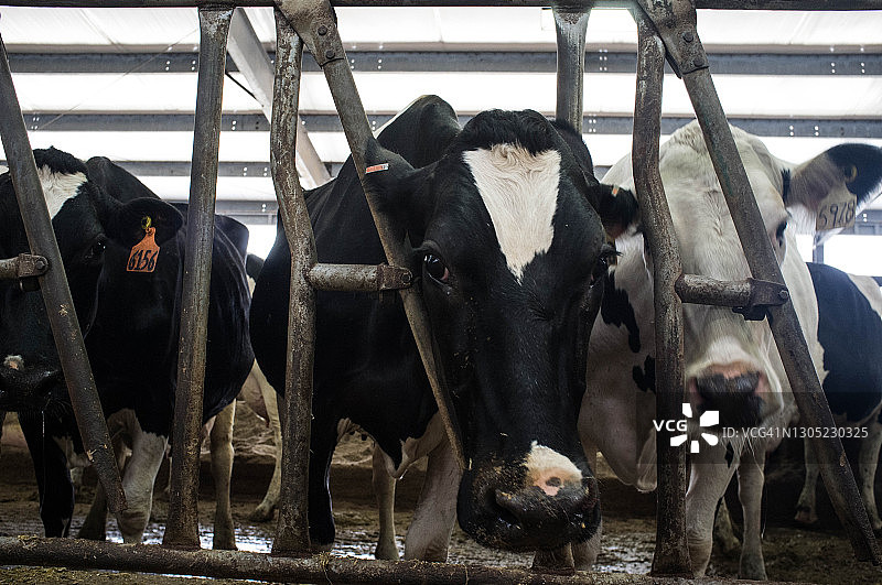 威斯康星州农场的黑白斑点乳牛图片素材