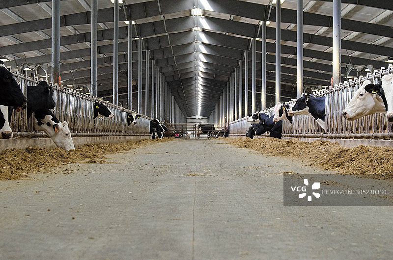 威斯康星州农场的黑白斑点乳牛图片素材