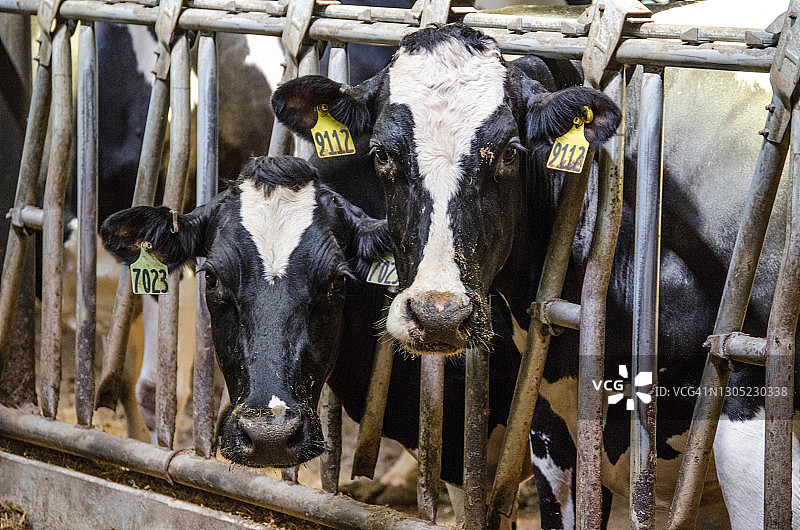 威斯康星州农场的黑白斑点乳牛图片素材