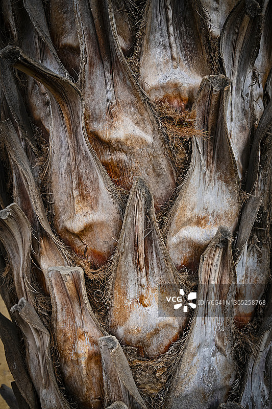 棕榈树干和被砍树叶的细节图片素材