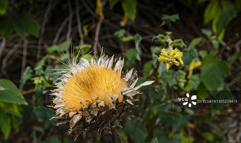 干燥的奶蓟花特写图片素材