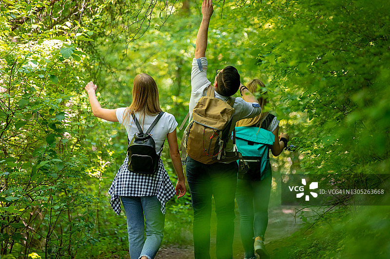 探索阳光明媚的春日森林图片素材