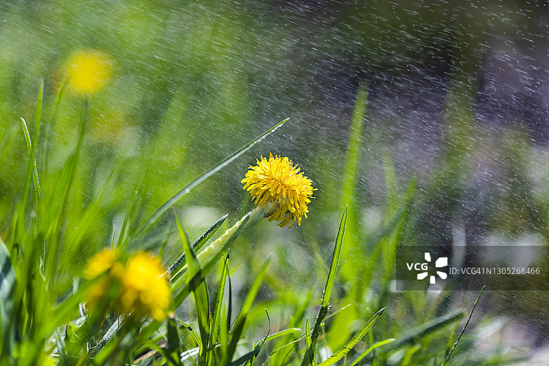 夏季雨中的黄色蒲公英图片素材