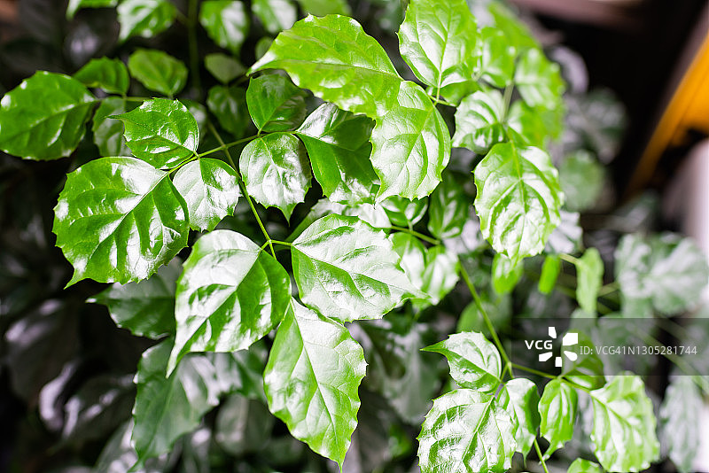 室内黄绿色渐变图片素材