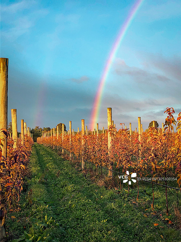 新西兰果园里的双彩虹图片素材