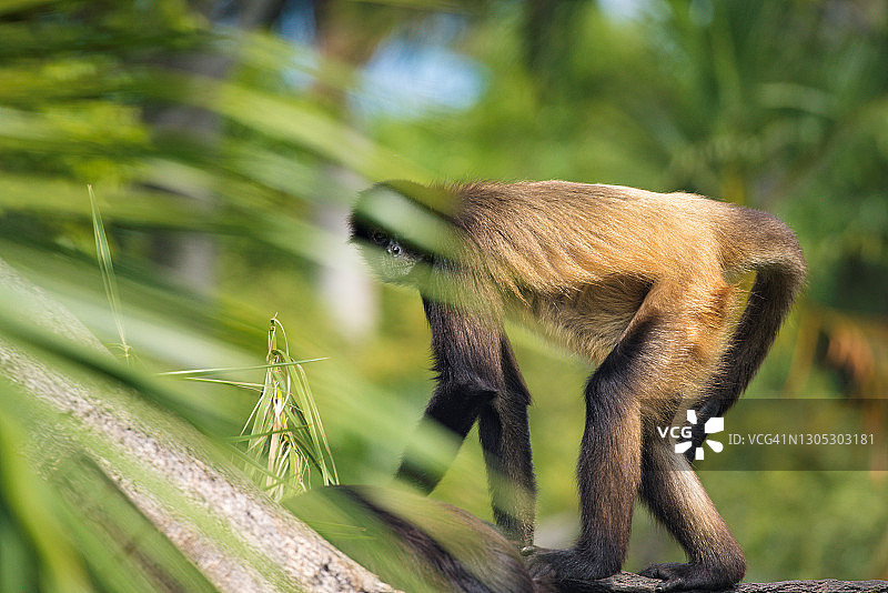 卷尾猴在树枝上行走图片素材