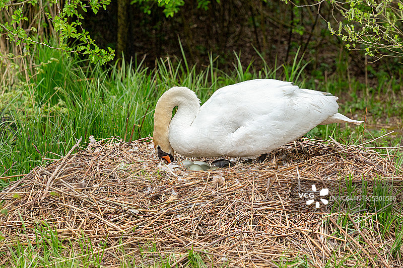 正在孵蛋的疣鼻天鹅图片素材