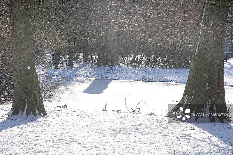 荷兰阿姆斯特丹的阳光冬季图片素材