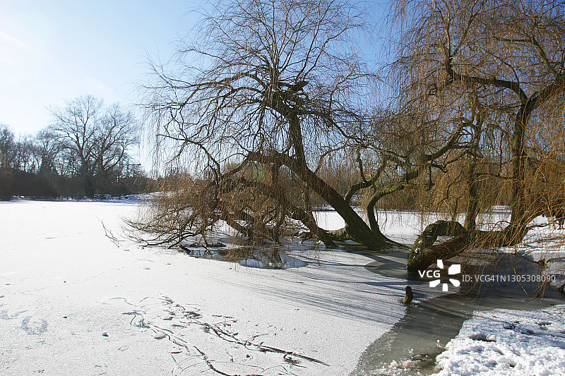 荷兰阿姆斯特丹的阳光冬季图片素材