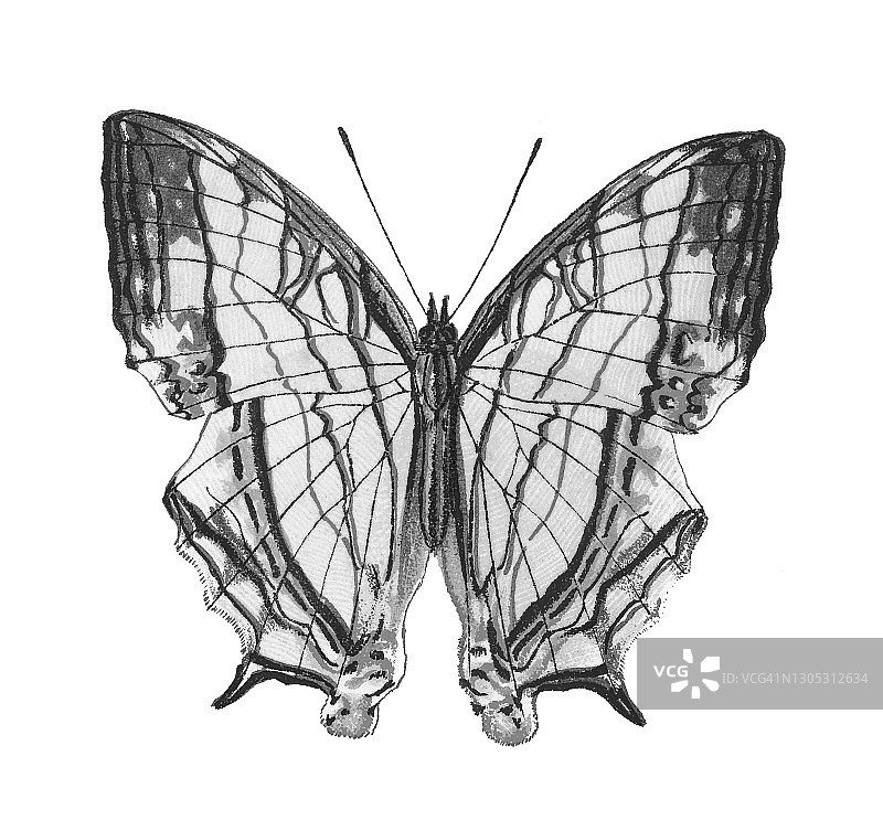 昆虫学古老石版画：常见地图翅蝶图片素材