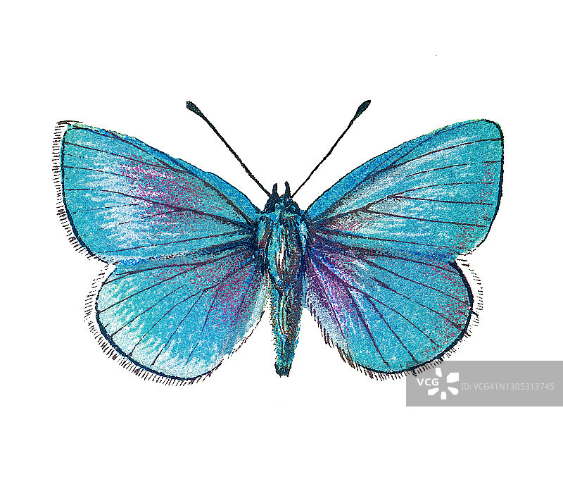 昆虫学旧石版画：绿底蓝灰蝶图片素材