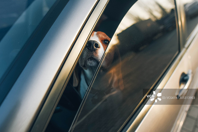 在停车场等待的米格鲁猎兔犬图片素材