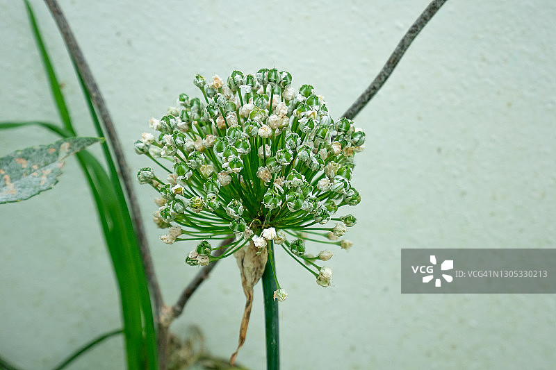 洋葱的小束白色花朵图片素材