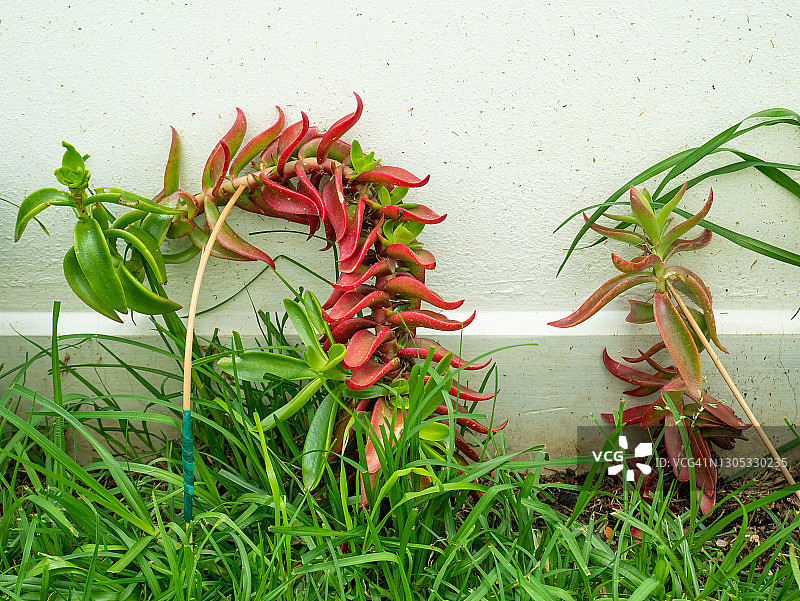 火祭多肉植物歪斜生长图片素材