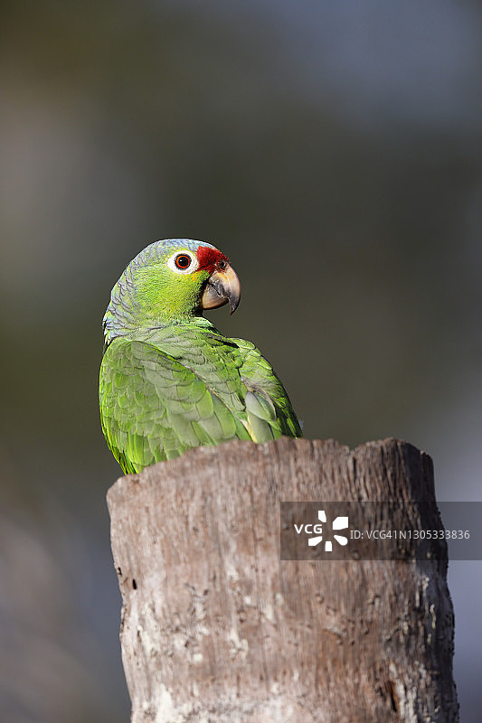 红额鹦鹉图片素材