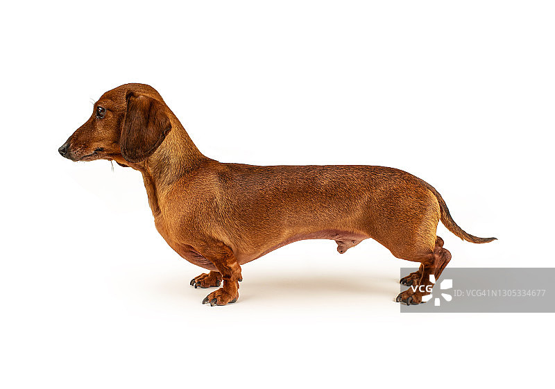 腊肠犬侧面照图片素材