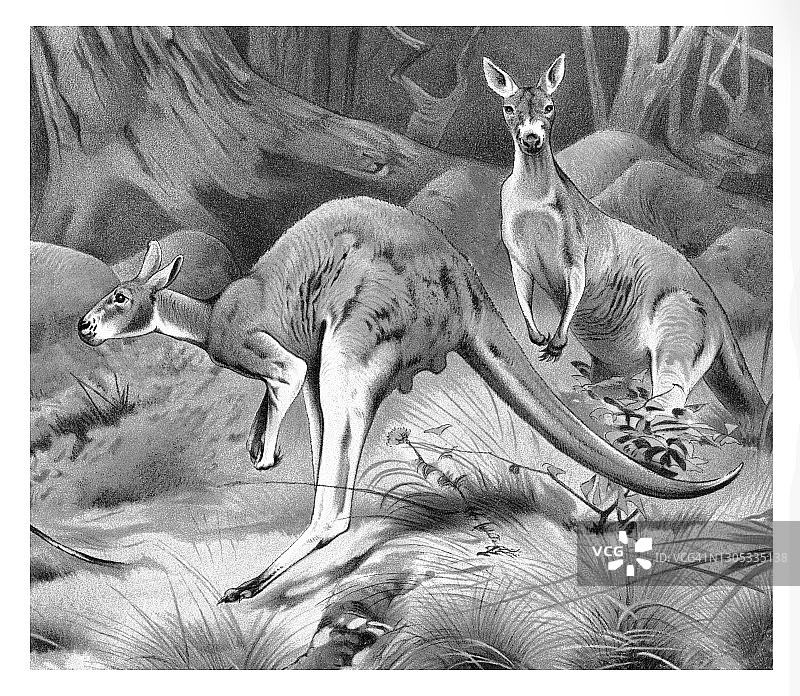 红色袋鼠彩色石印画图片素材