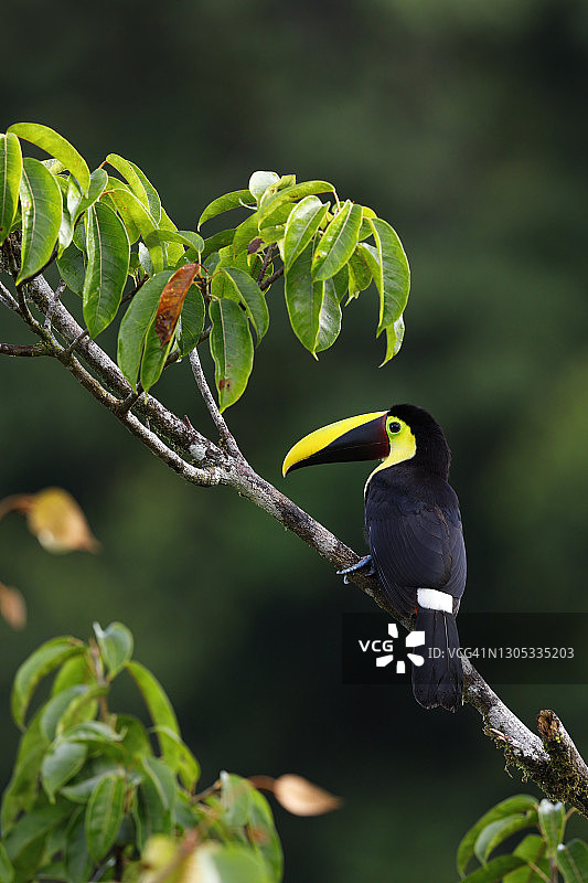 黄喉巨嘴鸟图片素材