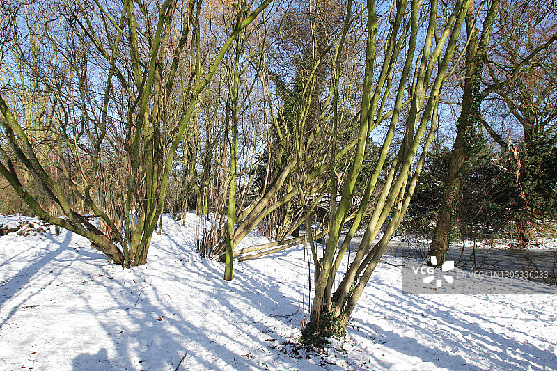 荷兰阿姆斯特丹的阳光冬季图片素材
