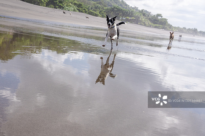 在哥斯达黎加海滩上奔跑的狗狗图片素材