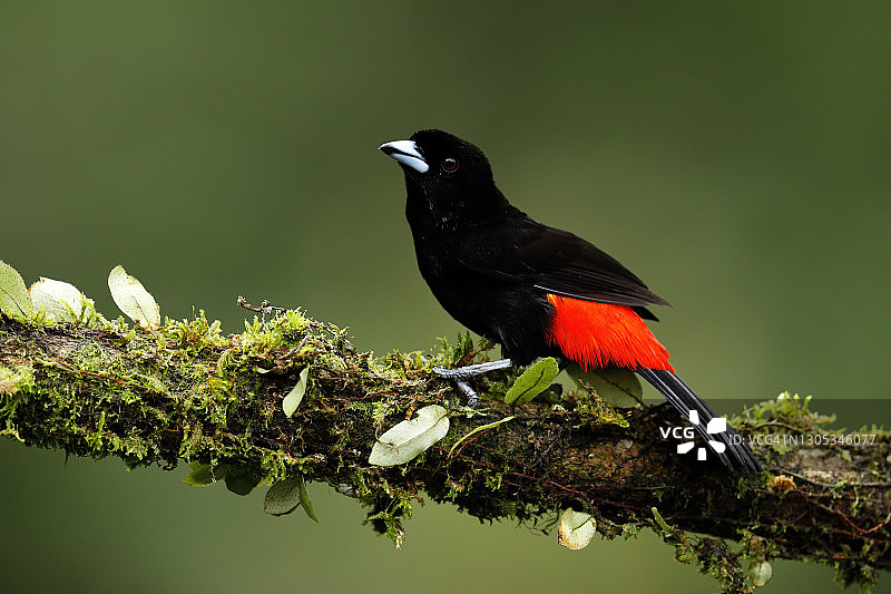 红腰唐纳雀图片素材