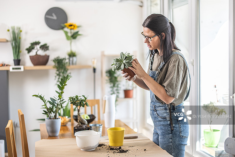 女人在花盆里种植新花图片素材