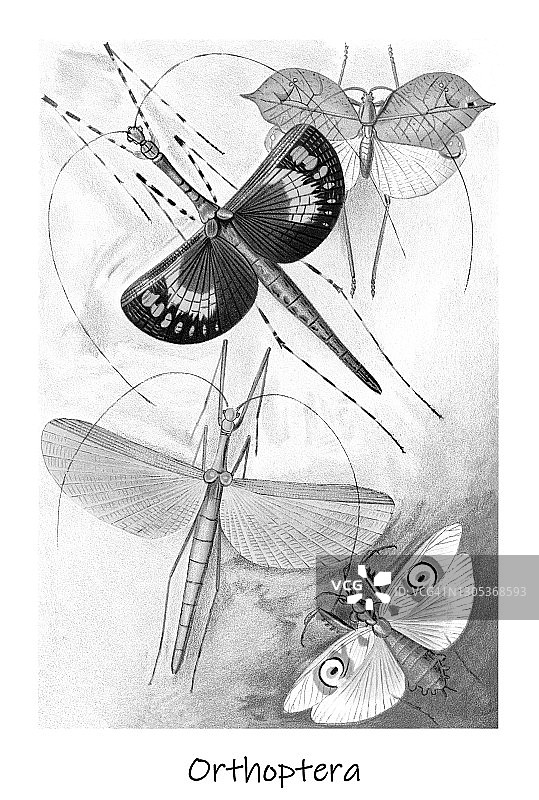直翅目昆虫的古老彩色石印画图片素材