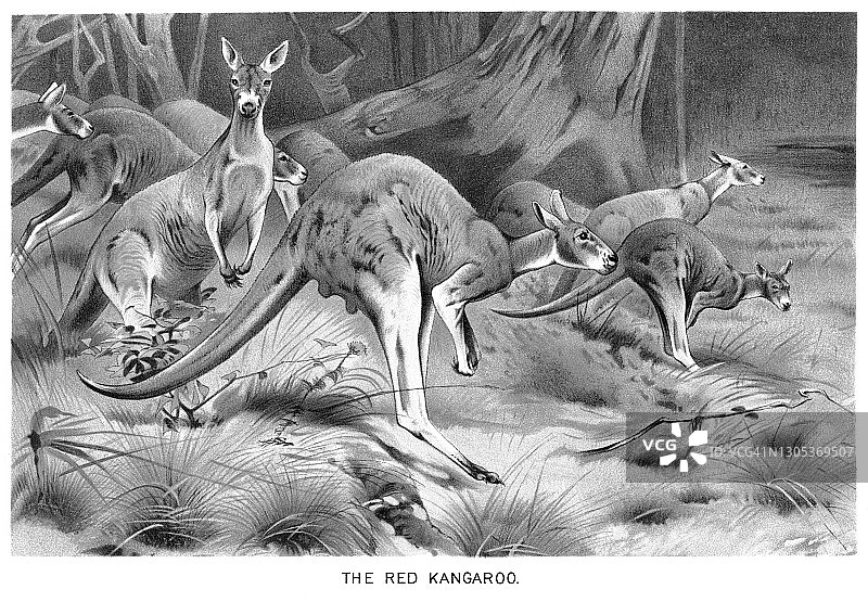 红色袋鼠彩色石印画图片素材