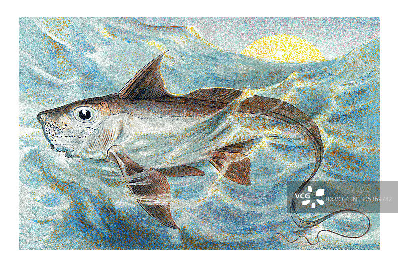 银鲛、幽灵鲨、鼠鱼或兔鱼的古老彩 lithograph 插图图片素材