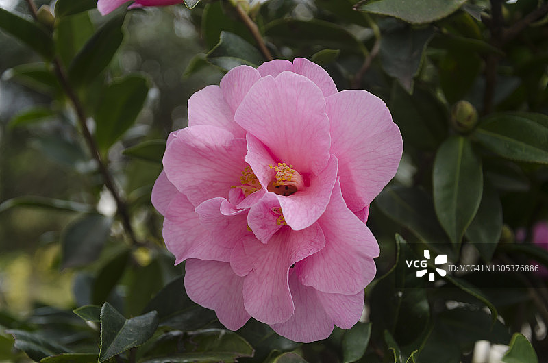 粉色山茶花图片素材