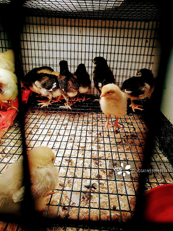 小鸡特写图片素材