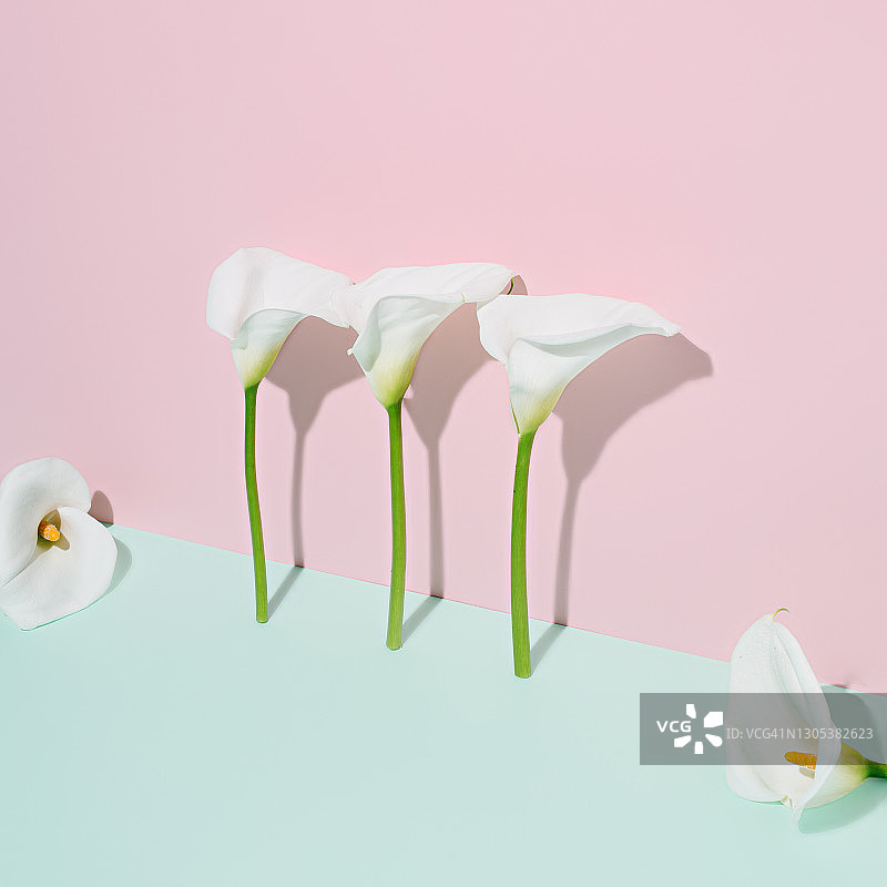 马蹄莲花朵创意排版，粉色和蓝绿色背景留白图片素材