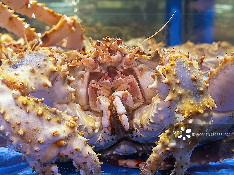 水族馆中帝王蟹的特写图片素材