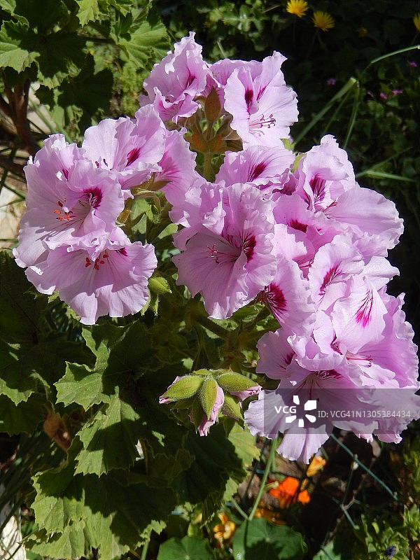 春天盛开的紫色天竺葵，在Mathilde  zal的花园里图片素材