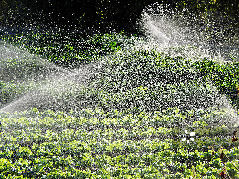 春季生菜田的灌溉洒水图片素材