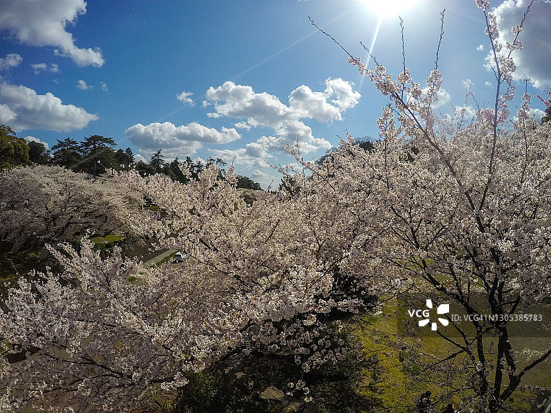 日本盛开的樱花树与蓝天白云图片素材
