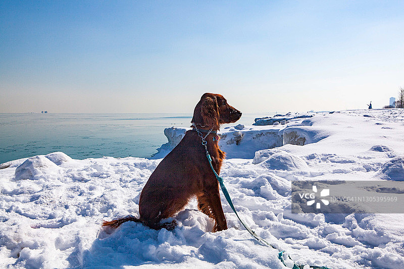 芝加哥密歇根湖冰冻湖岸的爱尔兰雪达犬幼犬图片素材