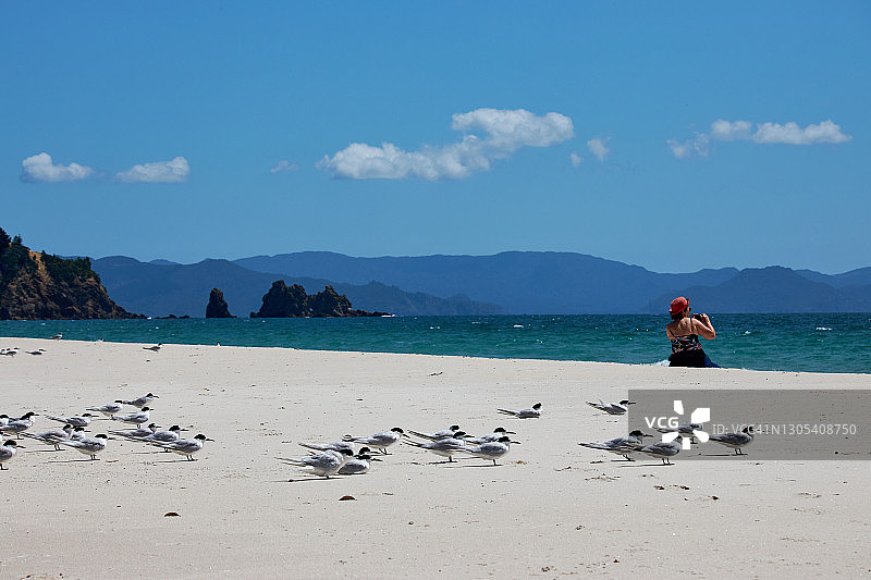 奥塔马海滩上的白额燕鸥图片素材