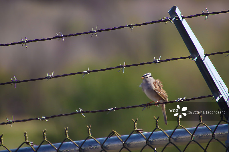 白冠麻雀站在带刺铁丝网上图片素材