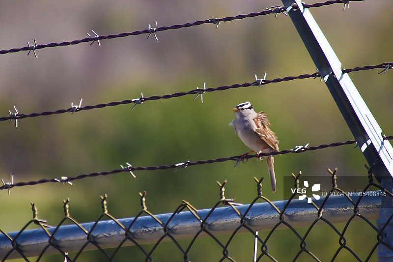 白冠麻雀站在带刺铁丝网上图片素材