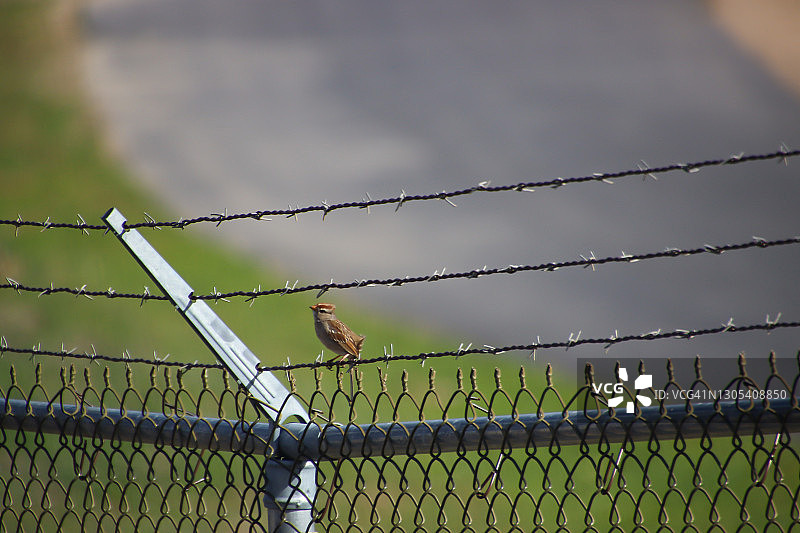 白冠麻雀站在带刺铁丝网上图片素材
