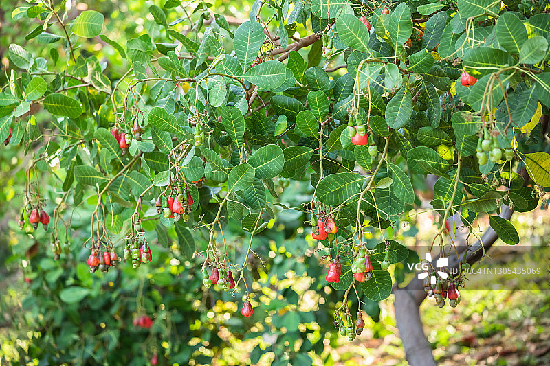 腰果树的成熟果实图片素材