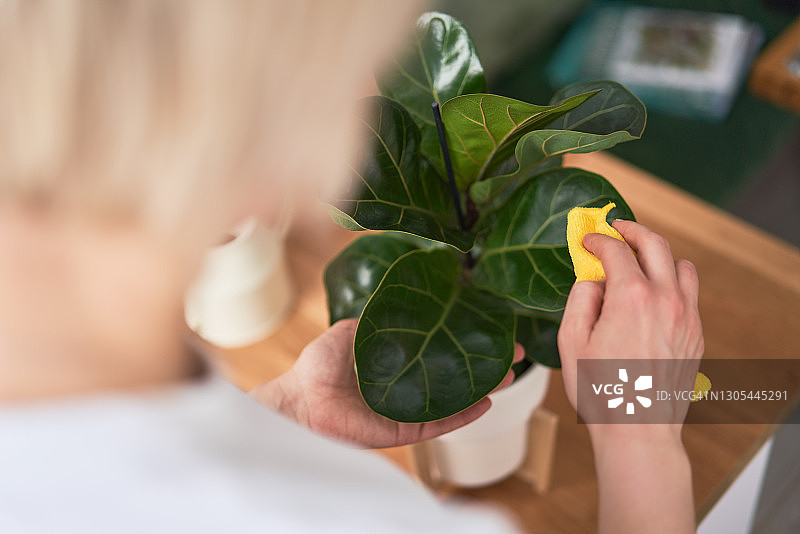 女人在家擦拭植物上的灰尘图片素材