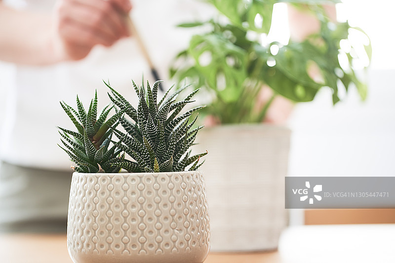 女人检查植物图片素材