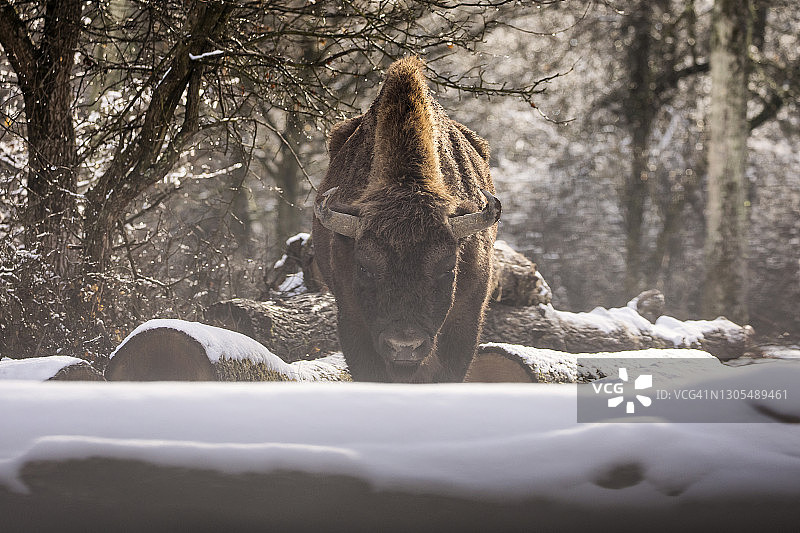 冬季森林中的雪地野牛图片素材