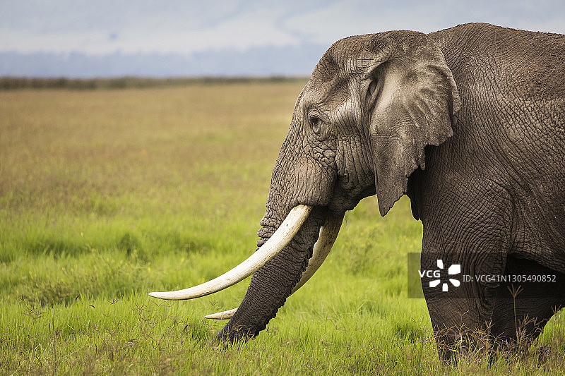 非洲坦桑尼亚恩戈罗恩戈罗国家公园大象食草图片素材