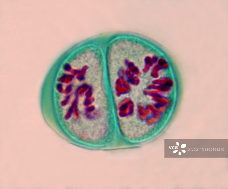 第二次减数分裂，百合花药，400倍图片素材