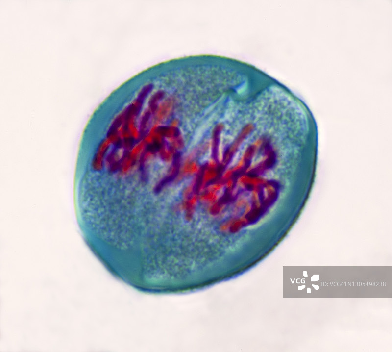 减数分裂2（第二次分裂）中期2，百合图片素材