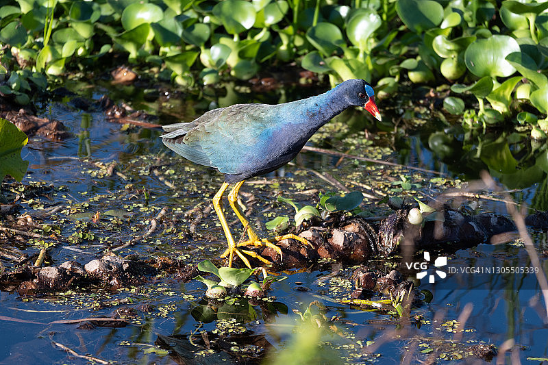 紫色Gallinule图片素材