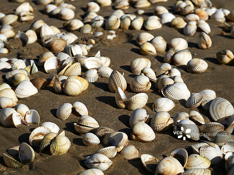 法国卢瓦尔-大西洋海滩上的贝壳图片素材